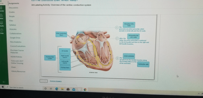 Art-labeling activity overview of the cardiac conduction system