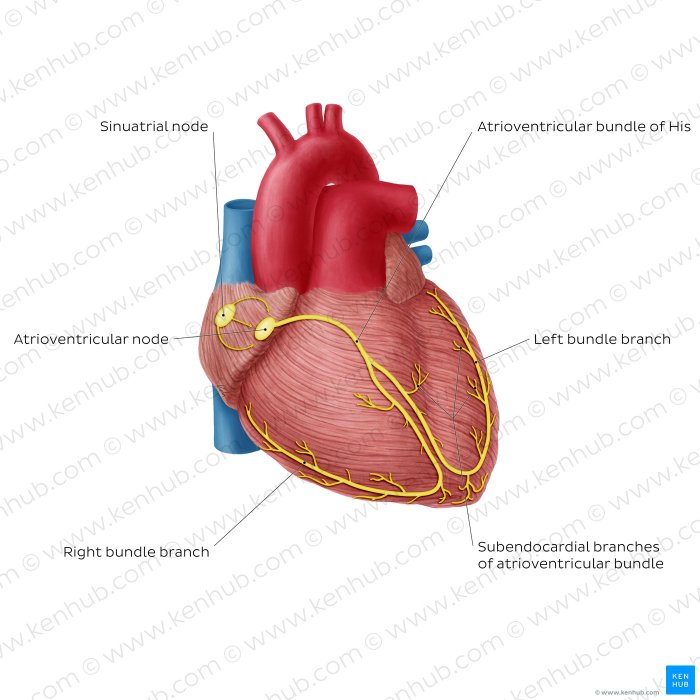 Conduction system order heart hearts cardiac anatomy study physiology node blood sinoatrial choose board chapter nursing